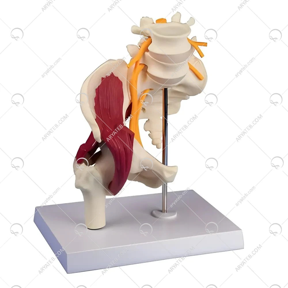 مولاژ آناتومی لگن زن با ماهیچه و عصب سیاتیک