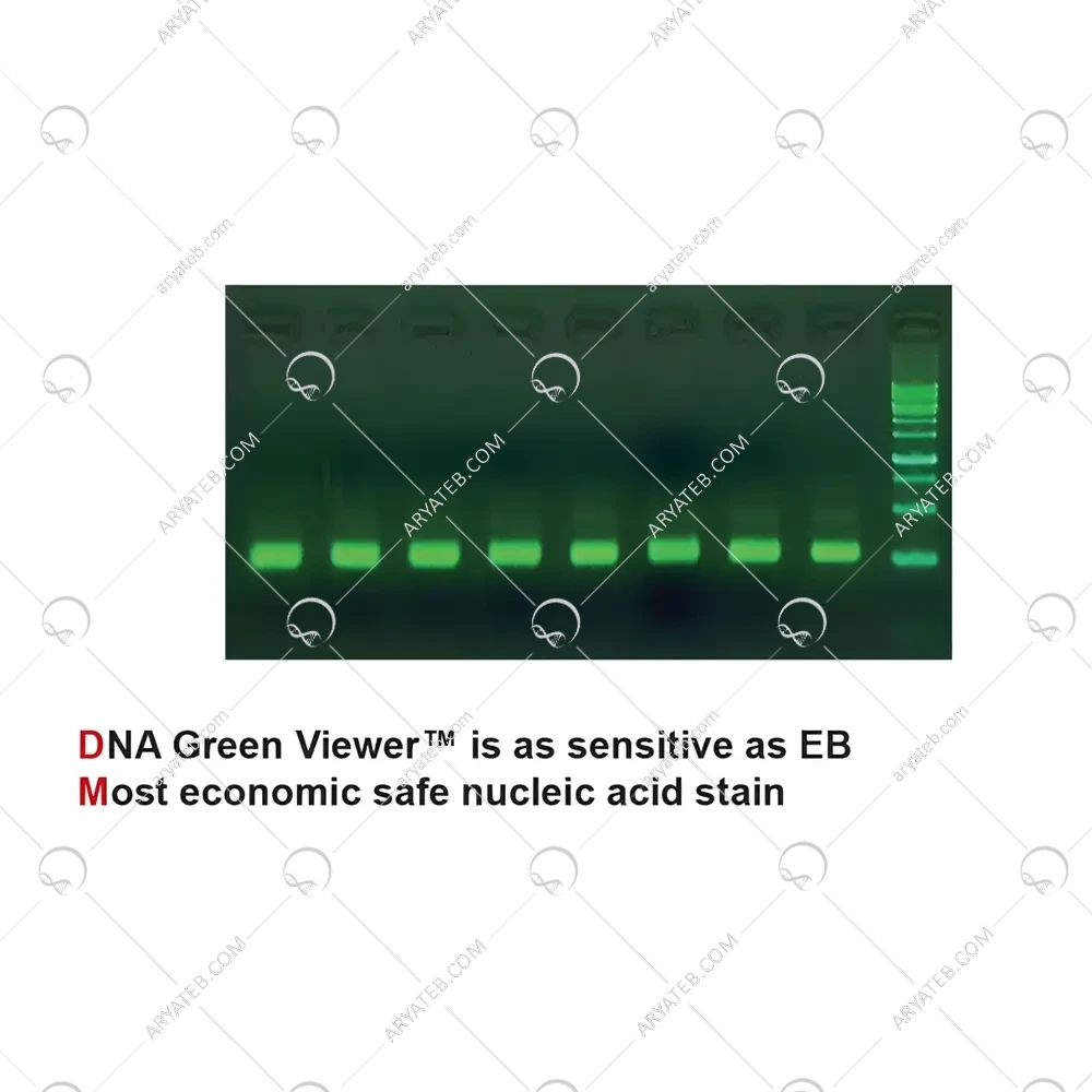 رنگ بی خطر DNA