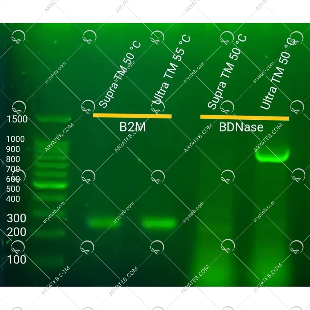 کیت سنتز cDNA اولترا