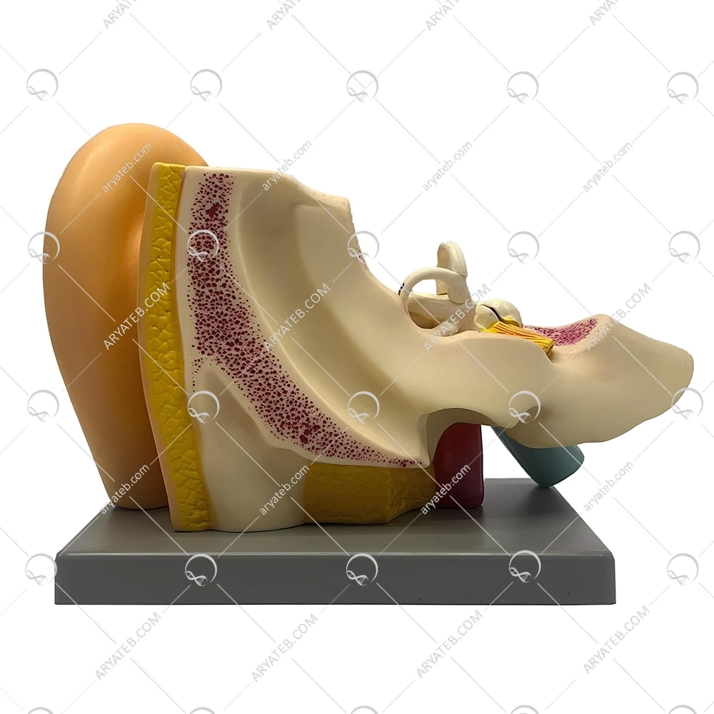 مولاژ گوش