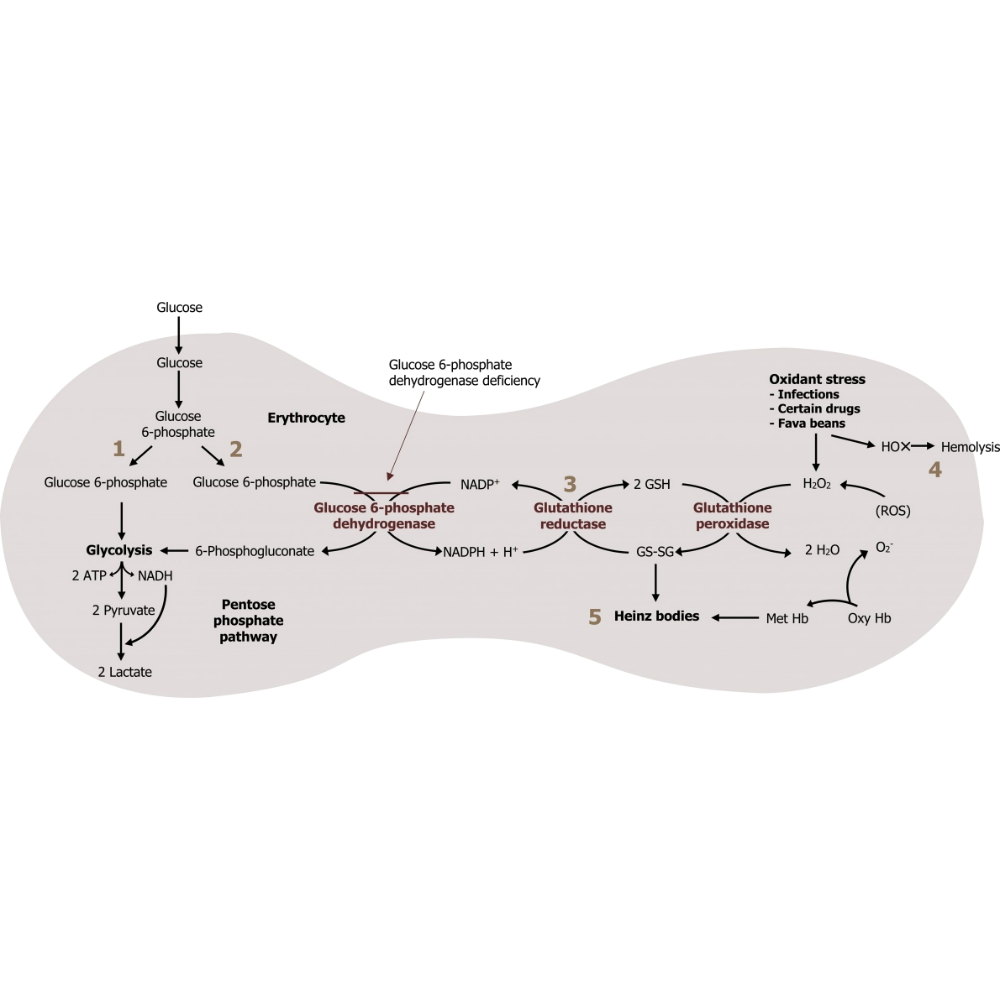 مسیر PPP (Pentose Phosphate Pathway)؛ نقش در بیوسنتز و آنتی‌اکسیدانی