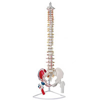 مولاژ لگن خاصره و ستون فقرات رنگی